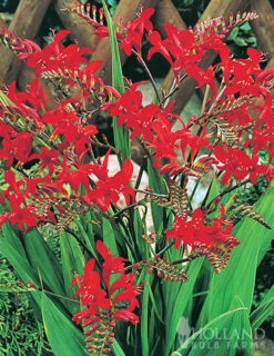 Menu Lucifer Crocosmia