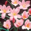 Menu Pink Fairy Lilies -Gardening Series Store 78180 pink fairy lilies 1