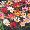 Menu Harlequin Flowers 1 Menu Harlequin Flowers -Gardening Series Store 78181 harlequin flowers 1