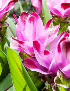 Menu Curcuma Collection -Gardening Series Store 78182 sweet rosy curcuma 2