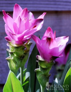 Menu Curcuma Collection -Gardening Series Store 78182 sweet rosy curcuma