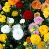 Menu Ranunculus Mix -Gardening Series Store 78185 rununculus mix