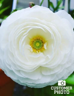 Menu Ranunculus Mix -Gardening Series Store 78185 rununculus mix 2 1