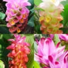 Menu Curcuma Collection -Gardening Series Store 78187 curcuma collection