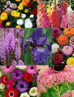 Menu Deer Resistant Summer Collection