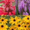 Menu Bridget's Vibrant Sun Perennial Trio -Gardening Series Store 79156 bridgets vibrant sun perennial trio