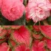 Menu Fancy Frills Pink Shade Patio Collection -Gardening Series Store 79178 fancy frills pink shade patio collection