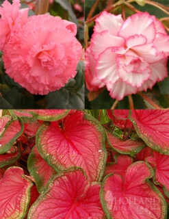 Menu Fancy Frills Pink Shade Patio Collection
