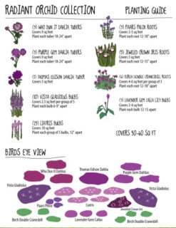 Menu Radiant Orchid Collection W/ Garden Plan -Gardening Series Store 79190 radiant orchid collection