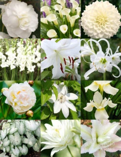 Menu Moonlight Garden Of Summer Blooms