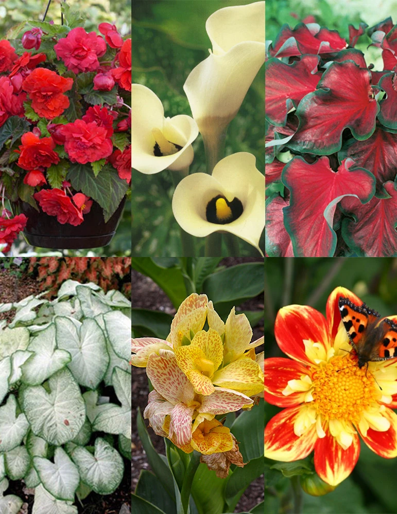 Menu Summer Patio Container Garden 3 Menu Summer Patio Container Garden