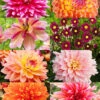 Menu Shimmering Sunset Dahlia Collection -Gardening Series Store 79201 shimmering sunset dahlia collection