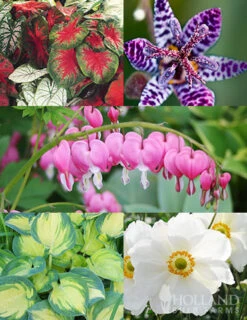 Menu Easy Complete Shade Garden