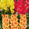 Menu Bright Colors Gladiolus Collection 1 Menu Bright Colors Gladiolus Collection -Gardening Series Store 79204 bright colors gladiolus collection