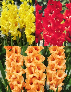 Menu Bright Colors Gladiolus Collection