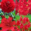 Menu Radical Red Summer Flower Collection 2 Menu Radical Red Summer Flower Collection -Gardening Series Store 79205 radical red summer flower collection 3