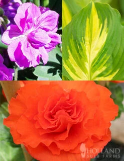 Menu Peppy Shade Garden Collection