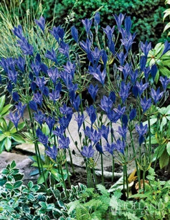 Menu 90 Summer Blooming Flowers Collection -Gardening Series Store 79219 all seasons garden 2 1