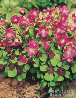 Menu All Seasons Garden -Gardening Series Store 79219 all seasons garden 3