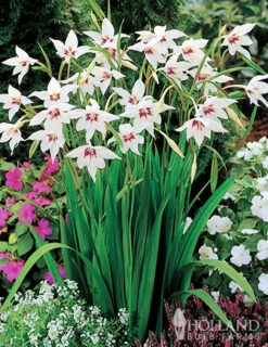 Menu All Seasons Garden -Gardening Series Store 79219 all seasons garden 4