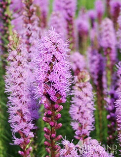 Menu 90 Summer Blooming Flowers Collection -Gardening Series Store 79219 all seasons garden 6 1