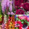 Menu Deer Resistant Cut Flower Garden Collection