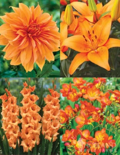Menu 90 Summer Blooming Flowers Collection -Gardening Series Store 79227 holland orange pride collection 1