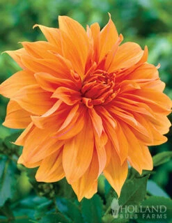 Menu 90 Summer Blooming Flowers Collection -Gardening Series Store 79227 holland orange pride collection 2 1