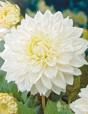 Menu Magic Moon Garden 4 Menu Magic Moon Garden - Image 2