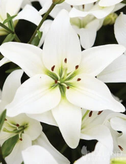 Menu Magic Moon Garden 8 Menu Magic Moon Garden -Gardening Series Store 79228 magic moon garden 3