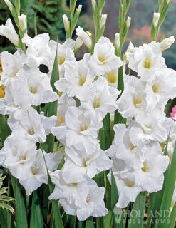 Menu Magic Moon Garden 9 Menu Magic Moon Garden -Gardening Series Store 79228 magic moon garden 4