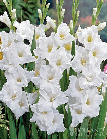 Menu Magic Moon Garden 6 Menu Magic Moon Garden - Image 4