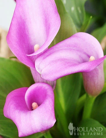 Menu Sizzling Summer Flower Grab Bag 12 Menu Sizzling Summer Flower Grab Bag - Image 10