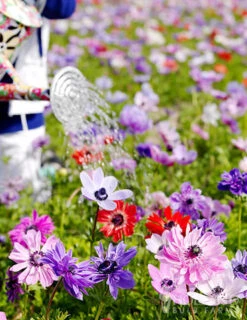 Menu Sizzling Summer Flower Grab Bag 25 Menu Sizzling Summer Flower Grab Bag -Gardening Series Store 79246 sizzling summer grab bag 11