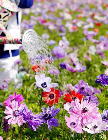 Menu Sizzling Summer Flower Grab Bag 13 Menu Sizzling Summer Flower Grab Bag - Image 11