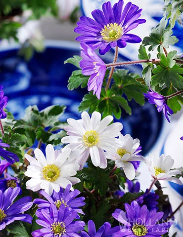 Menu Sizzling Summer Flower Grab Bag 14 Menu Sizzling Summer Flower Grab Bag - Image 12