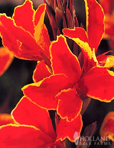 Menu Sizzling Summer Flower Grab Bag 15 Menu Sizzling Summer Flower Grab Bag - Image 13