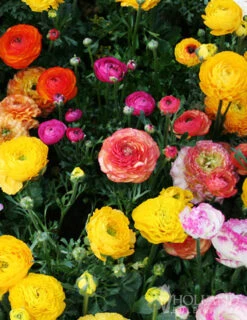 Menu Sizzling Summer Flower Grab Bag 16 Menu Sizzling Summer Flower Grab Bag -Gardening Series Store 79246 sizzling summer grab bag 2