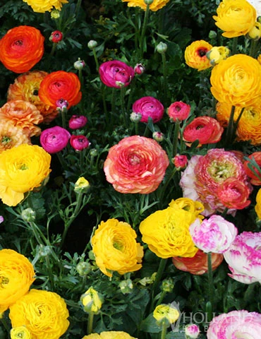 Menu Sizzling Summer Flower Grab Bag 4 Menu Sizzling Summer Flower Grab Bag - Image 2