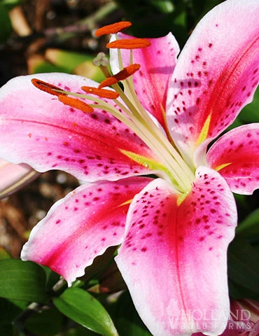 Menu Sizzling Summer Flower Grab Bag 5 Menu Sizzling Summer Flower Grab Bag - Image 3