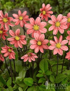 Menu Sizzling Summer Flower Grab Bag 18 Menu Sizzling Summer Flower Grab Bag -Gardening Series Store 79246 sizzling summer grab bag 4