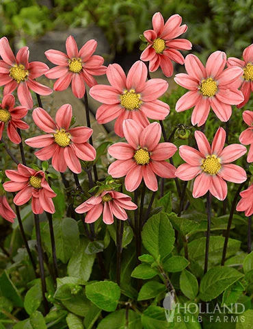 Menu Sizzling Summer Flower Grab Bag 6 Menu Sizzling Summer Flower Grab Bag - Image 4