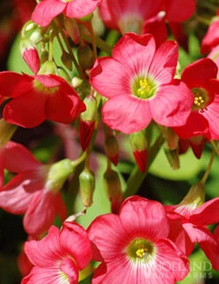 Menu Sizzling Summer Flower Grab Bag 19 Menu Sizzling Summer Flower Grab Bag -Gardening Series Store 79246 sizzling summer grab bag 5