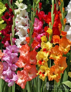 Menu Sizzling Summer Flower Grab Bag 20 Menu Sizzling Summer Flower Grab Bag -Gardening Series Store 79246 sizzling summer grab bag 6