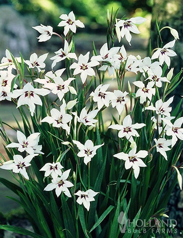 Menu Sizzling Summer Flower Grab Bag 9 Menu Sizzling Summer Flower Grab Bag - Image 7