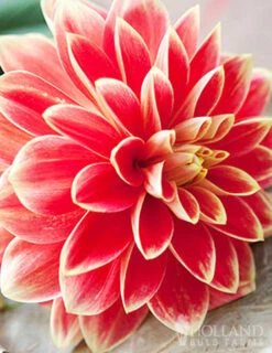 Menu Sizzling Summer Flower Grab Bag 22 Menu Sizzling Summer Flower Grab Bag -Gardening Series Store 79246 sizzling summer grab bag 8