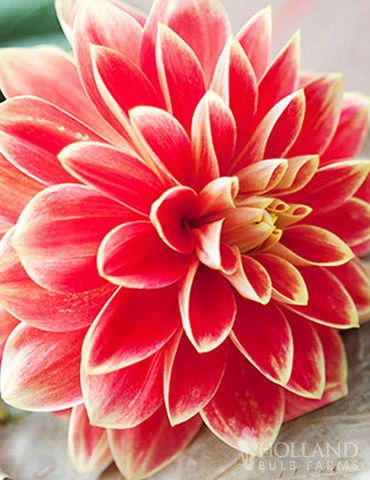 Menu Sizzling Summer Flower Grab Bag 10 Menu Sizzling Summer Flower Grab Bag - Image 8