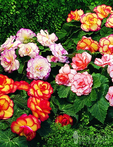 Menu Sizzling Summer Flower Grab Bag 11 Menu Sizzling Summer Flower Grab Bag - Image 9