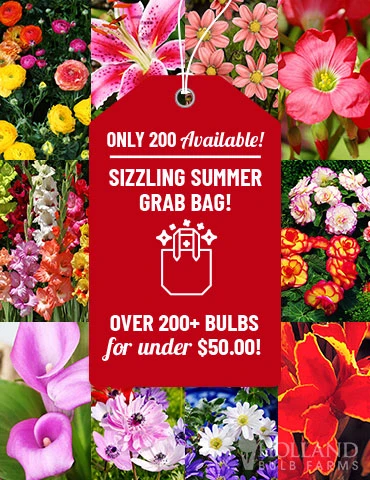 Menu Sizzling Summer Flower Grab Bag 3 Menu Sizzling Summer Flower Grab Bag