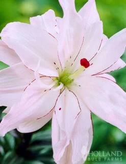 Menu Sunny Perennial & Lily Grab Bag -Gardening Series Store 79247 sunny perennial and lily grab bag 10